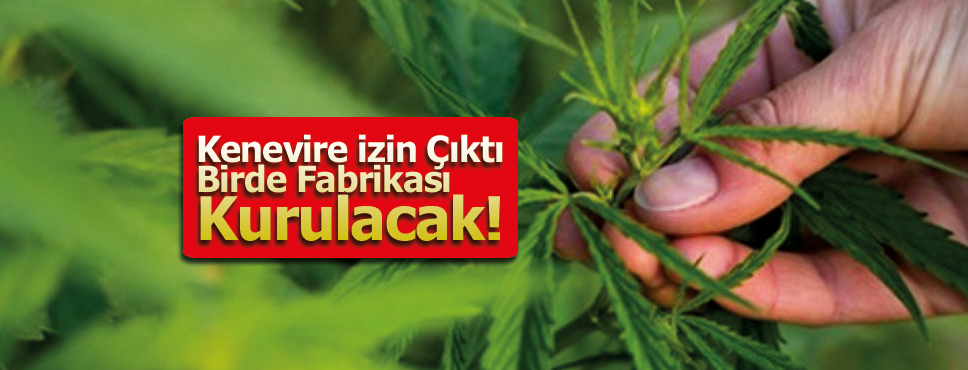 Kenevire İzin Çıktı Birde Fabrikası Kurulacak